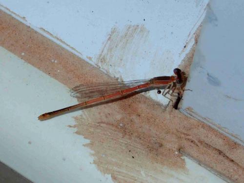 Agriocnemis pygmaea